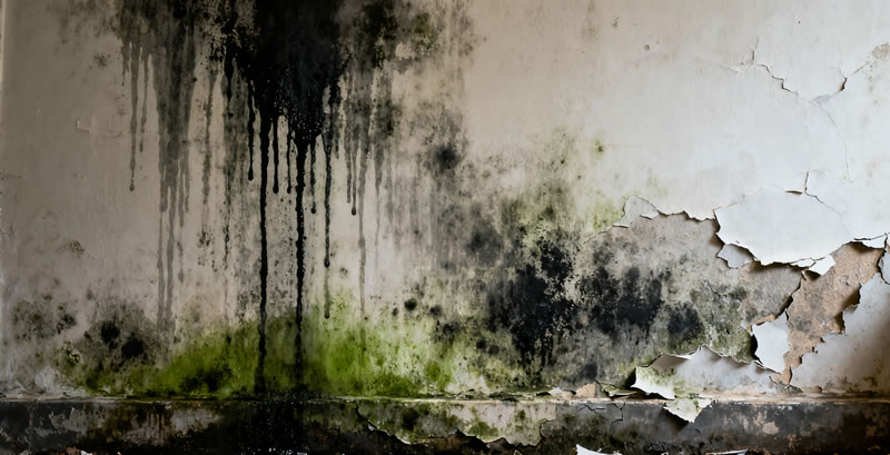 墙面返潮发霉?可能是防水出了问题!贵阳防水维修来支招 墙面返潮发霉?可能是防水出了问题!贵阳防水维修来支招